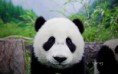 /album/galeria-de-fotos/urso-panda-jpg/